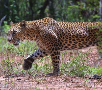 Prowling Around...
